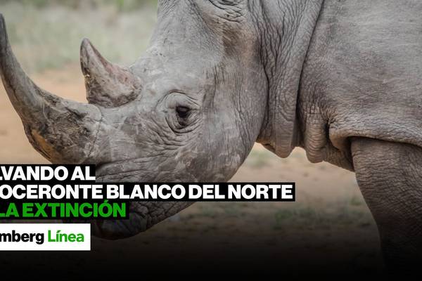 Salvando al rinoceronte blanco del norte de la extincióndfd