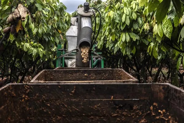 Los precios del cacao se han duplicado este año hasta alcanzar un récord debido a las condiciones climáticas extremas.