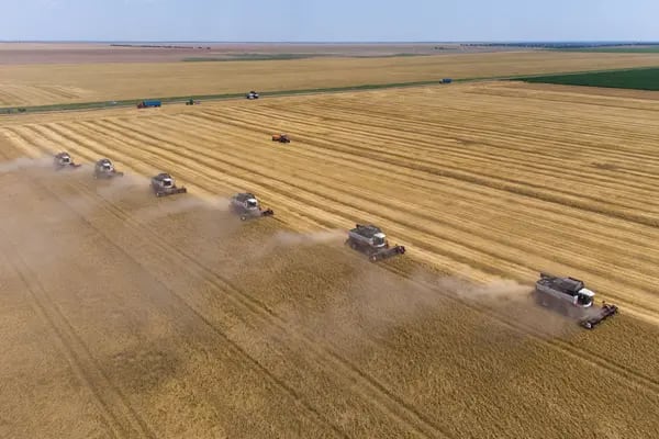 Un campo de trigo en Rusia