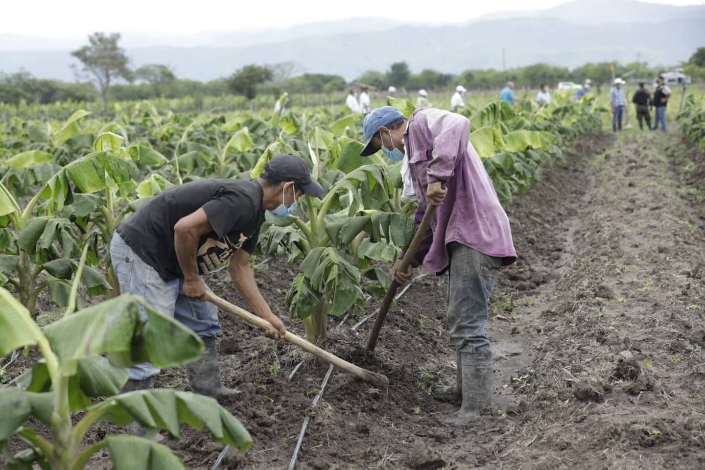 Los productores de Cane, La Paz han diversificado la siembra de cultivos.