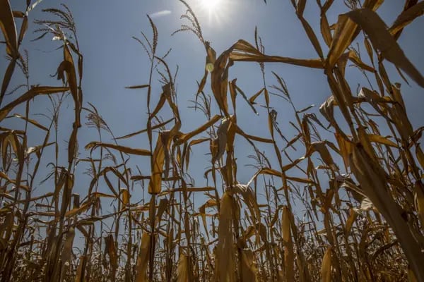 Drought is expected to once again reduce the production of soybeans and corn in the south of Brazil.
