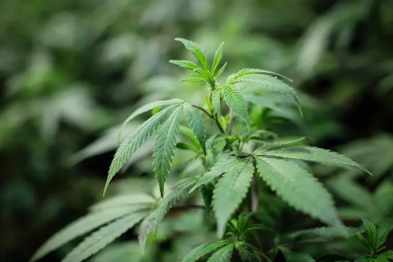 Solo el 7% de la población de Panamá respalda la autorización del consumo recreativo del cannabis, encontró una encuesta gubernamental. Foto: Bloombergdfd