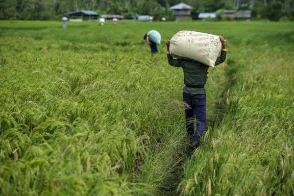 Trabajadores llevan sacos de arroz cosechado en una granja del distrito de San Antonio, provincia de Quezón, Filipinas