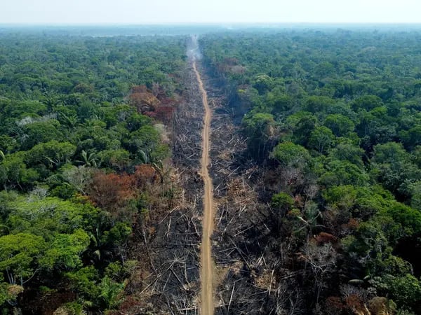 Brasil y Colombia se desvían de la tendencia mundial al frenar la deforestación