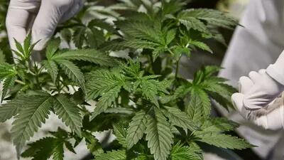 Cânhamo, planta pertencente à espécie Cannabis sativa, é uma fonte de fibras, alimentos e ração animal