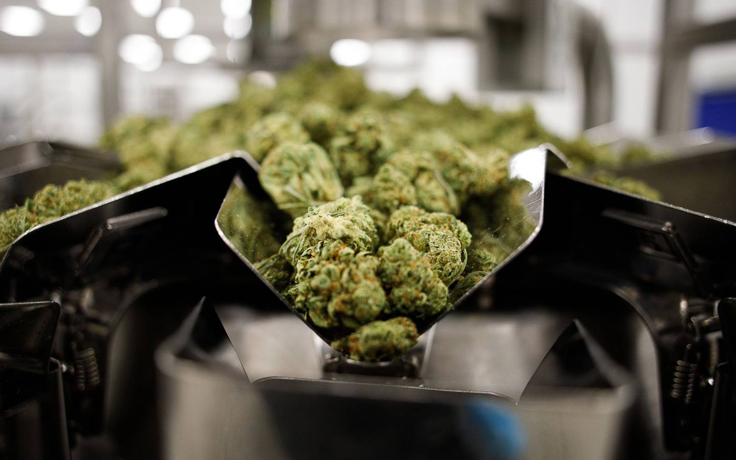 Flores secas de cannabis en una fábrica en Canadá
dfd