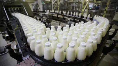 Bottles of pasteurized milk on a processing plant conveyor belt.