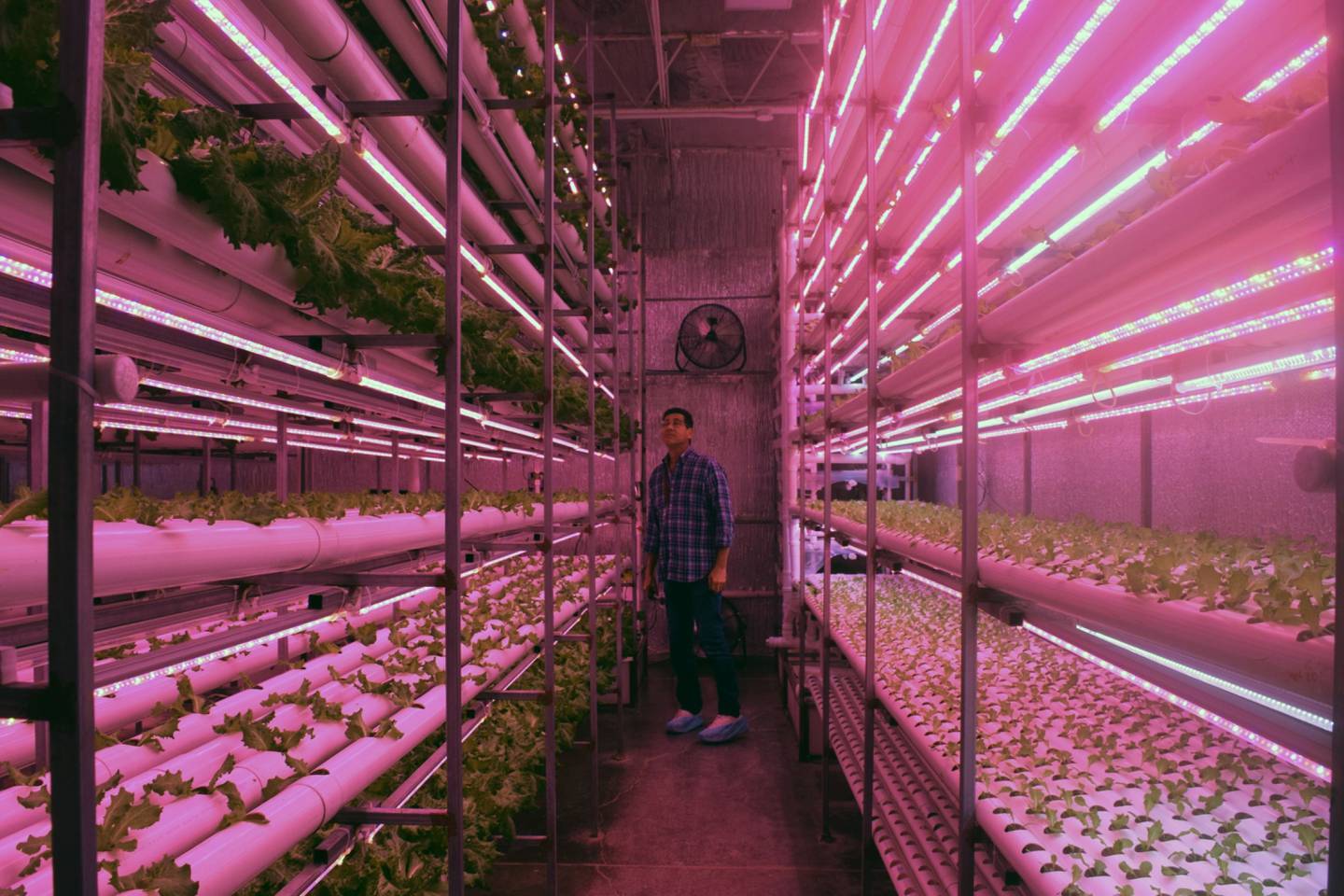 Lettuce growing inside Grupo Vesan's farm was untouched by Hurricane Fiona.