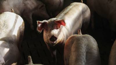 Disease Outbreaks in Mexico’s Hog Herd to Drive U.S. Meat Prices Higherdfd