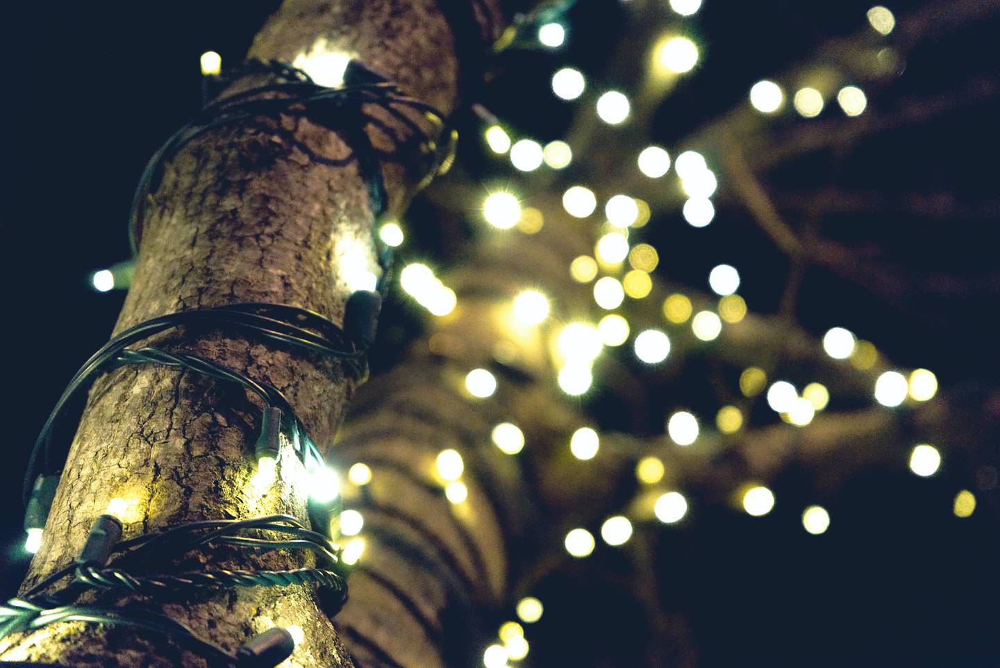 Luces navideñas sobre un árbol (Foto: Pexels).