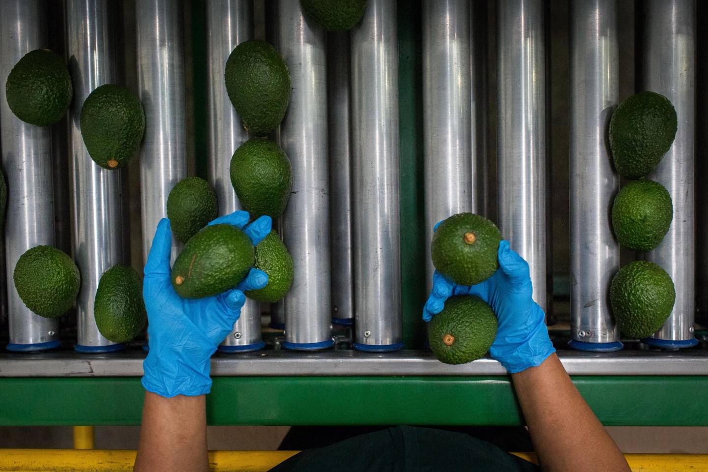 Colombia logró su mejor año de exportaciones agro en 2021: esto es lo más vendido.