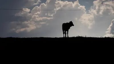 A bull in silhouette on a farm in Brazil.