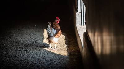 Los pollos necesitan más espacio y un crecimiento más lento: ¿por qué?dfd