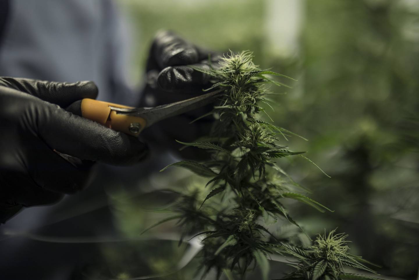 Un trabajador con equipo de protección recorta una planta en las instalaciones de cultivo de cannabis medicinal de Pideka SAS en Tocancipa, Colombia.