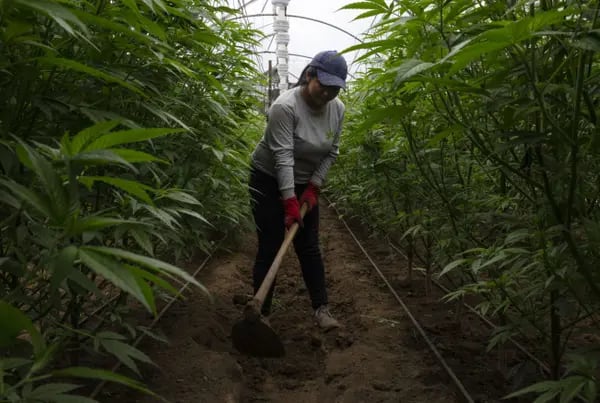 En países de América Latina como Ecuador, la industria del cannabis como medicamento está tomando forma. En la fotografía, una trabajadora de CannAndes.