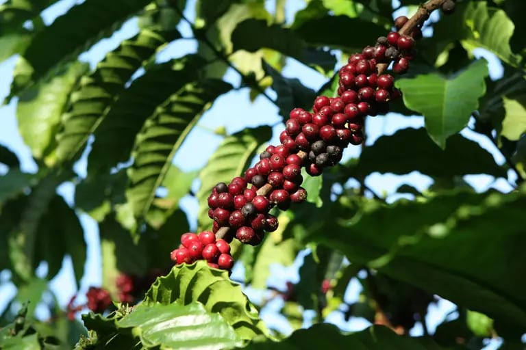 La producción de café en Colombia bordea los 14 millones de saco por año.dfd