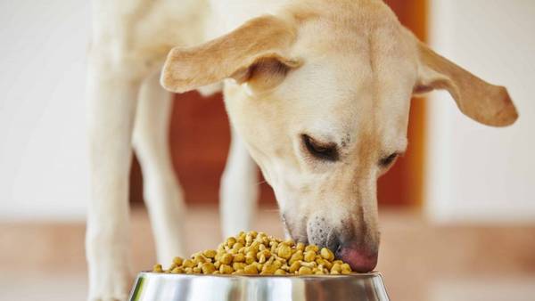¿Le daría a su perro una alimentación basada en plantas?dfd