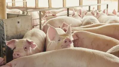Exportação brasileira de carne suína deve encerrar o ano com crescimento de 10%