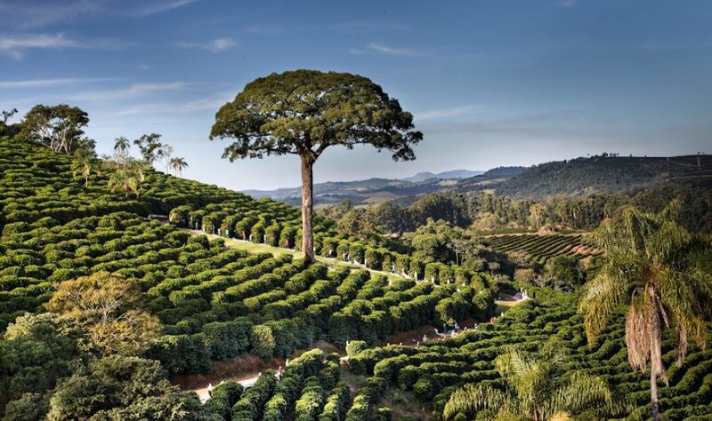 Jequitibá da Orfeu Jequitibá da Orfeu