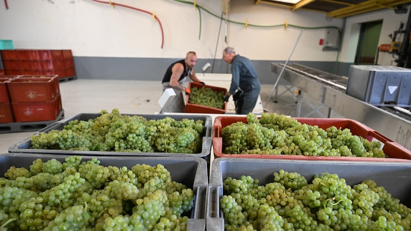 Sem brinde: UE paga € 40 mi para transformar vinho em álcool após tombo nas vendas Sem brinde: UE paga € 40 mi para transformar vinho em álcool após tombo nas vendas
