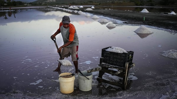 Venezolanos encuentran ganancias en el brillante rosa de las piscinas del mar Caribe Venezolanos encuentran ganancias en el brillante rosa de las piscinas del mar Caribe
