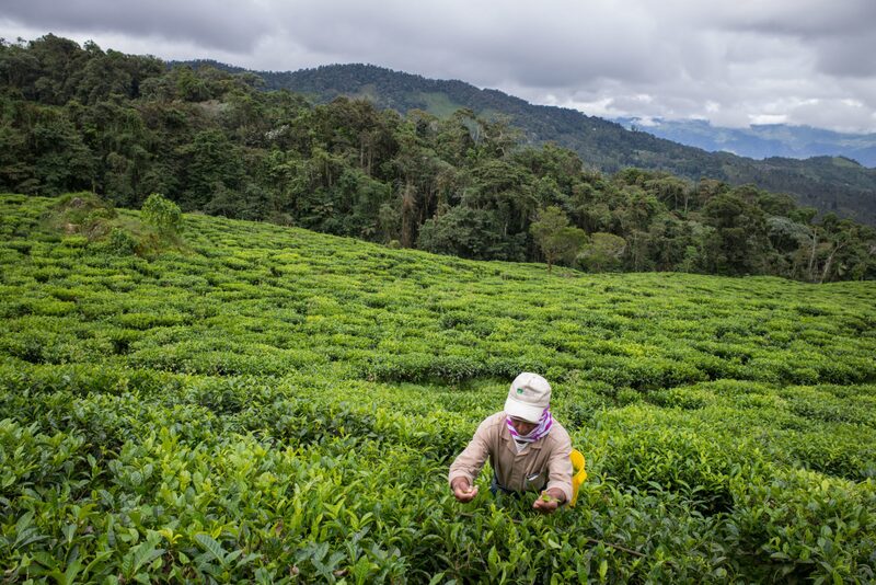Un trabajador recoge a mano hojas de té en la finca Agricola Himalaya SA Bitaco en el departamento del Valle del Cauca cerca de Cali, Colombia, el martes 17 de enero de 2017. Un trabajador recoge a mano hojas de té en la finca Agricola Himalaya SA Bitaco en el departamento del Valle del Cauca cerca de Cali, Colombia, el martes 17 de enero de 2017.