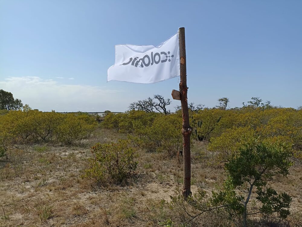A área da praia de El Calabrés, agora dominada por arbustos e dunas. Foto: Gonzalo Charquero. A área da praia de El Calabrés, agora dominada por arbustos e dunas. Foto: Gonzalo Charquero.