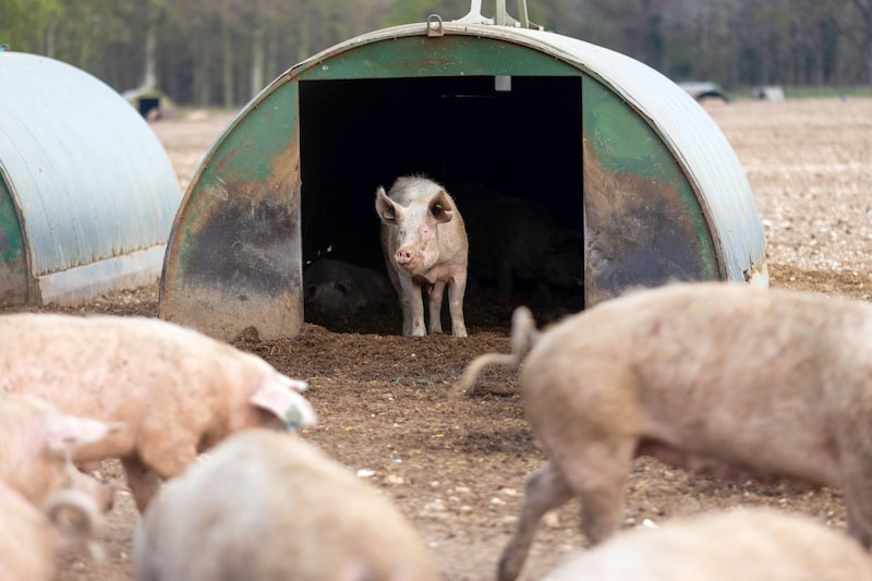 A sow pig in a shed at a farm near Thetford, U.K. A sow pig in a shed at a farm near Thetford, U.K.