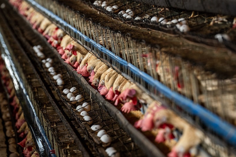 Pollos en una granja avícola Pollos en una granja avícola