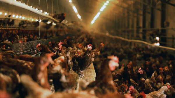 Brote de gripe aviar ha matado 37 millones de animales en EE.UU. Brote de gripe aviar ha matado 37 millones de animales en EE.UU.