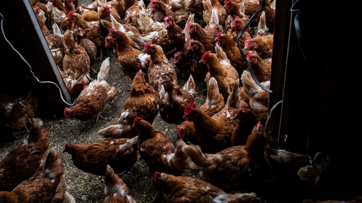 EE.UU. restringe las importaciones de pollo de Brasil tras caso de gripe aviar en una granja