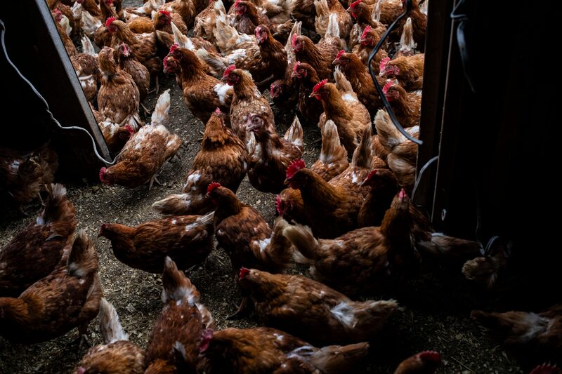 El caso se registró en una unidad de producción avícola ubicada en el municipio de Montenegro. El caso se registró en una unidad de producción avícola ubicada en el municipio de Montenegro.