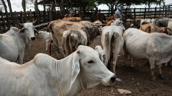 Más casos de gusano barrenador en México amenazan el comercio de ganado con EE.UU. Más casos de gusano barrenador en México amenazan el comercio de ganado con EE.UU.