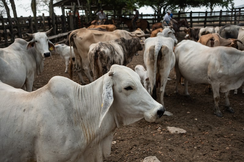 El ganado se encuentra en un corral del rancho Tampacoy, en la localidad de Tamuin, en el estado de San Luis Potosí, México. El ganado se encuentra en un corral del rancho Tampacoy, en la localidad de Tamuin, en el estado de San Luis Potosí, México.