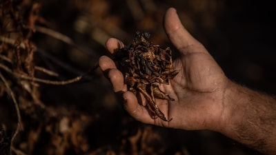Del arroz al café: El Niño 2026 pondría en riesgo estos alimentos de la canasta básica en América Latina Del arroz al café: El Niño 2026 pondría en riesgo estos alimentos de la canasta básica en América Latina