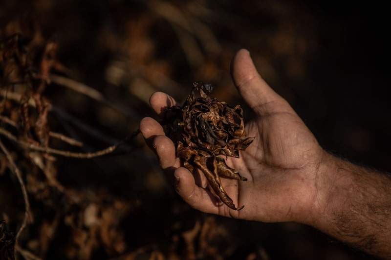 Un agricultor inspecciona las plantas de café dañadas por las heladas durante las temperaturas extremadamente bajas registradas cerca de Caconde, en el estado de São Paulo (Brasil), el miércoles 25 de agosto de 2021. Un agricultor inspecciona las plantas de café dañadas por las heladas durante las temperaturas extremadamente bajas registradas cerca de Caconde, en el estado de São Paulo (Brasil), el miércoles 25 de agosto de 2021.
