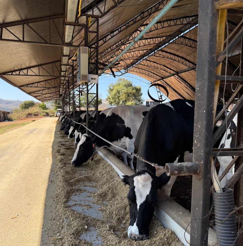Rocca investiu em compost barn para abrigar vacas: calor chegou a reduzir produtividade dos animais Rocca investiu em compost barn para abrigar vacas: calor chegou a reduzir produtividade dos animais
