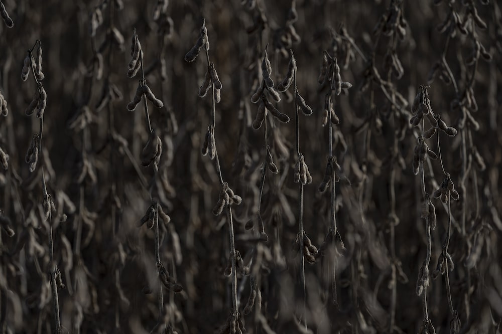 Brasil es el mayor productor y exportador mundial de soja. Fotógrafo: Victor Moriyama/Bloomberg Brasil es el mayor productor y exportador mundial de soja. Fotógrafo: Victor Moriyama/Bloomberg