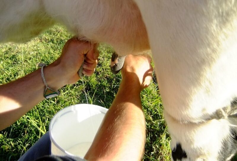 Venezuela, Rusia y EE.UU., entre los que más compran lácteos colombianos Venezuela, Rusia y EE.UU., entre los que más compran lácteos colombianos