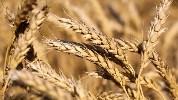 China habilita por primera vez la compra de trigo a exportadores argentinos China habilita por primera vez la compra de trigo a exportadores argentinos