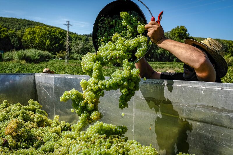 La cosecha de vino en Europa será más pequeña pero con mejor sabor La cosecha de vino en Europa será más pequeña pero con mejor sabor