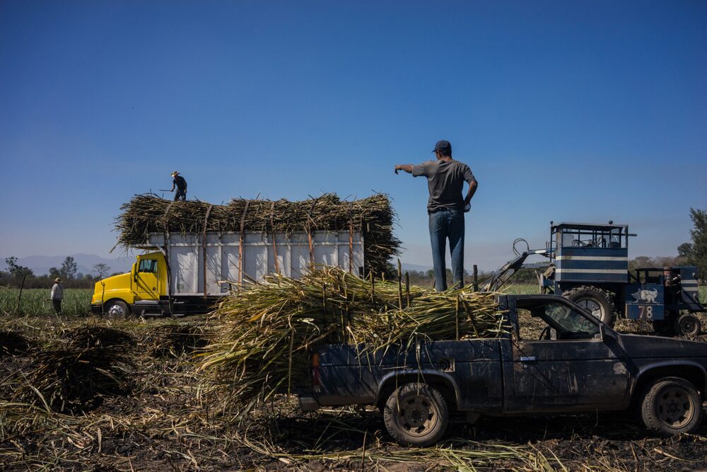 Prolonged droughts in major cane-producers have helped push US sugar futures higher. Photographer: Cesar Rodriguez/Bloomberg Prolonged droughts in major cane-producers have helped push US sugar futures higher. Photographer: Cesar Rodriguez/Bloomberg