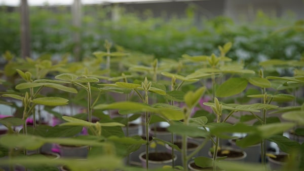 Temor alimentario acelera aprobación de cultivos OGM: Bioceres Temor alimentario acelera aprobación de cultivos OGM: Bioceres