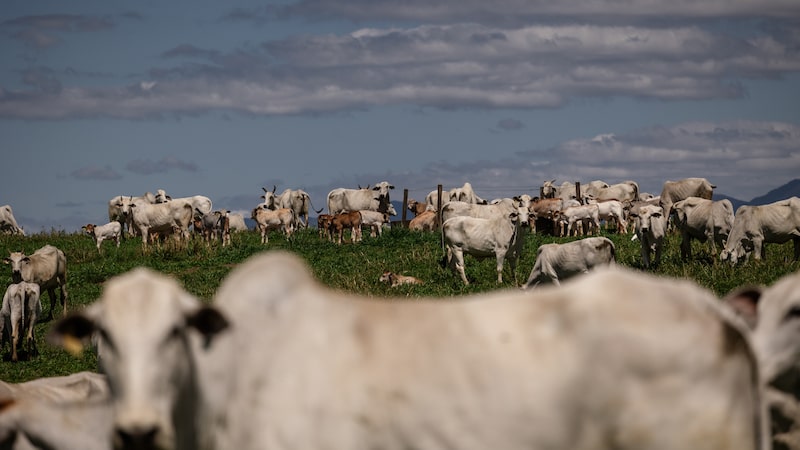 Trump critica Brasil, mas abre mercado à carne do país para combater inflação nos EUA Trump critica Brasil, mas abre mercado à carne do país para combater inflação nos EUA