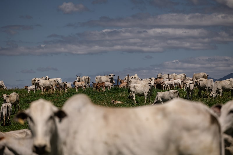 Em agosto, os Estados Unidos se tornaram o maior comprador de carne bovina do Brasil (Foto: Maira Erlich/Bloomberg) Em agosto, os Estados Unidos se tornaram o maior comprador de carne bovina do Brasil (Foto: Maira Erlich/Bloomberg)