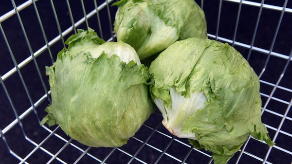 Se extiende el brote de Cyclospora relacionado con lechuga mexicana Se extiende el brote de Cyclospora relacionado con lechuga mexicana