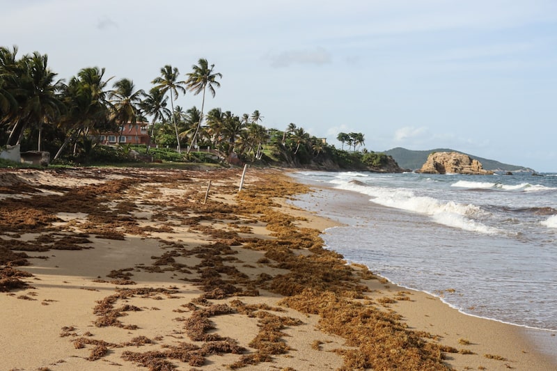 Las algas sargazo se acumulan en una playa de Emajagua, Puerto Rico, el viernes 12 de agosto de 2022. Fotógrafo: Jonathan Alpeyrie/Bloomberg Las algas sargazo se acumulan en una playa de Emajagua, Puerto Rico, el viernes 12 de agosto de 2022. Fotógrafo: Jonathan Alpeyrie/Bloomberg
