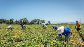 Tormenta perfecta en agro colombiano: revaluación, inflación y salarios presionan competitividad Tormenta perfecta en agro colombiano: revaluación, inflación y salarios presionan competitividad