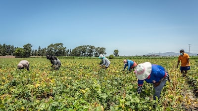 Tormenta perfecta en agro colombiano: revaluación, inflación y salarios presionan competitividad Tormenta perfecta en agro colombiano: revaluación, inflación y salarios presionan competitividad