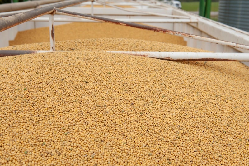 Soja cosechada. Soja cosechada.